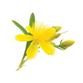 Herbal Oil - St. John's Wort - 500 ml. - Made In Canada