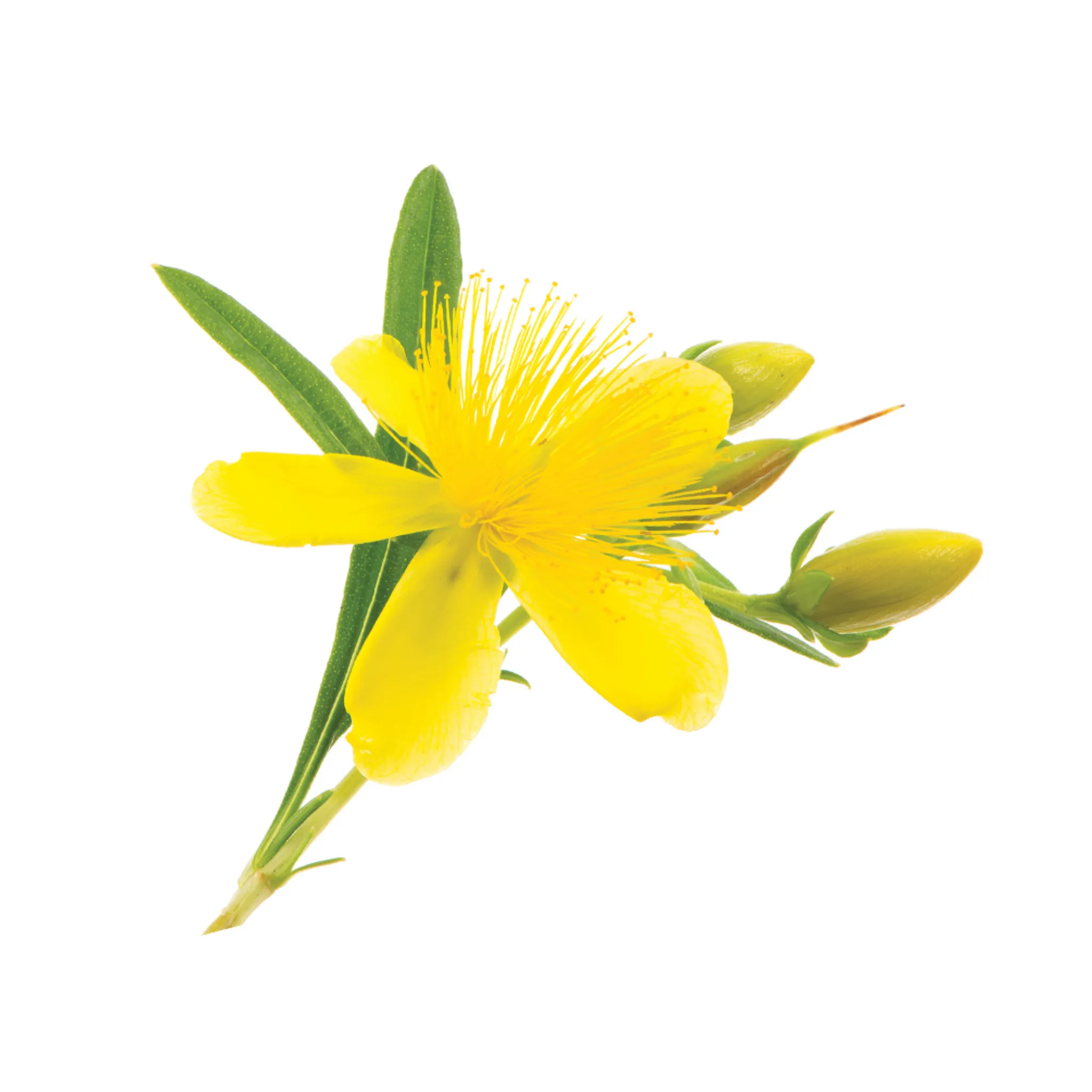 Herbal Oil - St. John's Wort - 500 ml. - Made In Canada